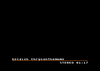 Goldish Chrysanthemums